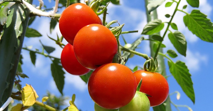から厳選した トマト 種 実咲小袋 トマトの種